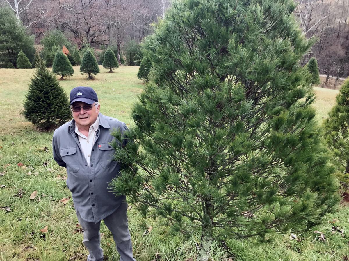 Kanawha S Only Choose And Cut Christmas Tree Farm Opens Today Wvgazettemail Com