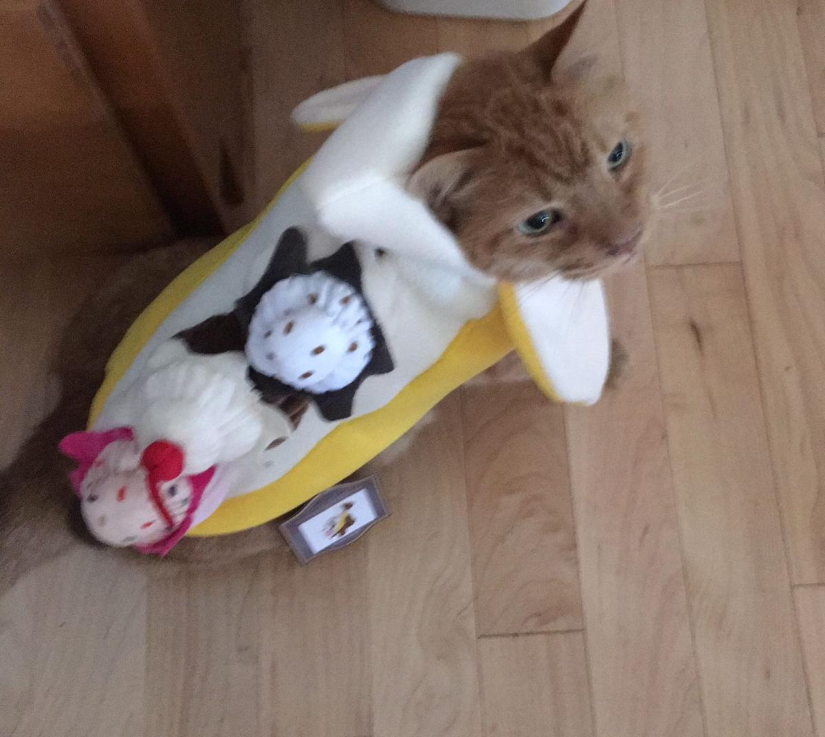 Photos Your Dogs Cats And Guinea Pigs In Their Best Halloween