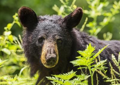 Bear