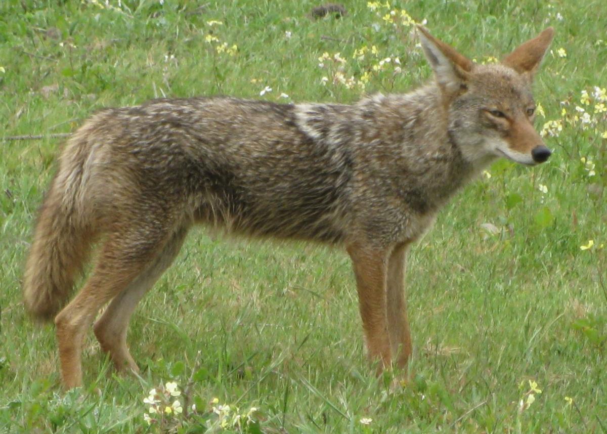 Wildlife officials say March is a prime time for coyote hunting