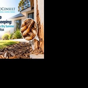 Termite Housekeeping: Why Perth’s Dry Summer Raises the Risk | Press ...
