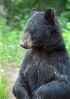 Bear-hunting proposals highlight Natural Resources Commission meeting