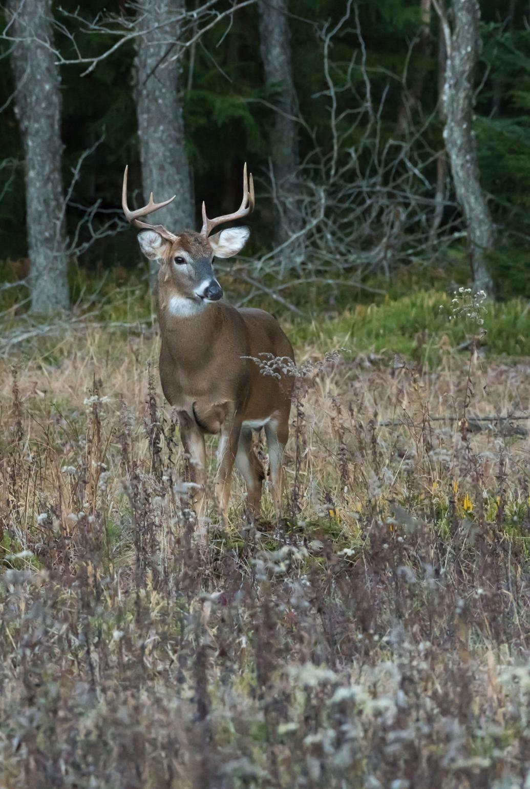 Which WV deerhunting counties can truly be considered 'the best