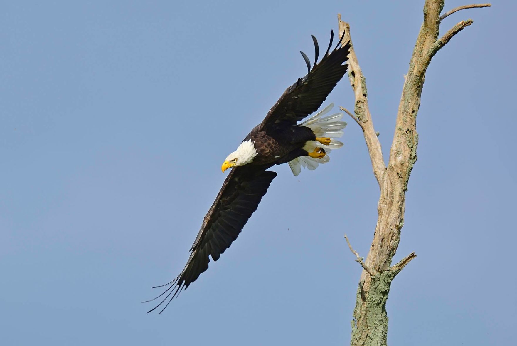 Falcon Images: Peregrine Falcon Kills Bald Eagle