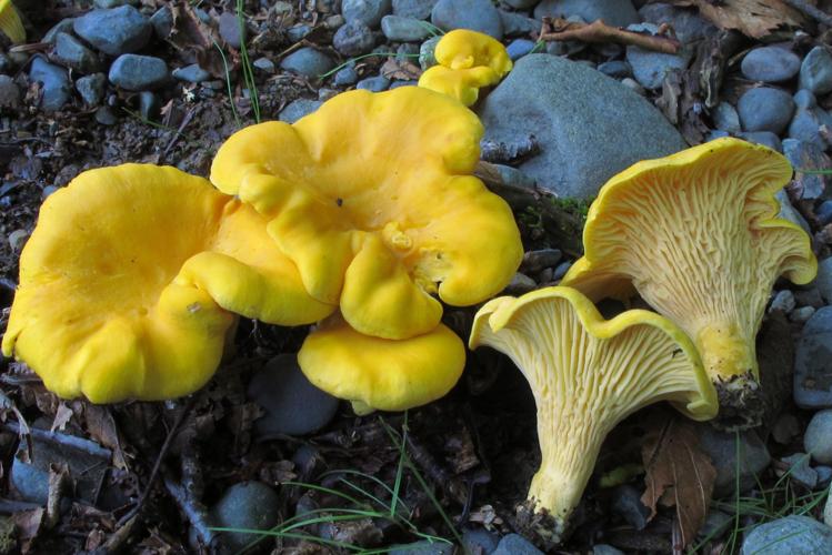 Wild chanterelle mushrooms offer pickers a delicious find | Life & Arts ...