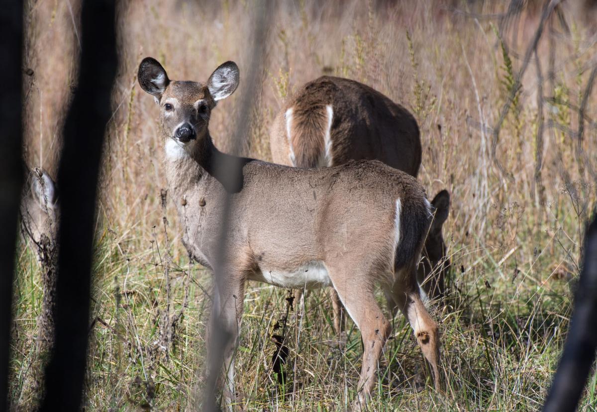 Despite changes, WV's December antlerlessdeer season remains important