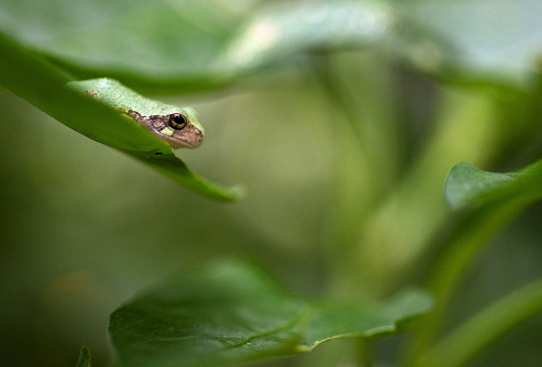 American Tree Frog 001
