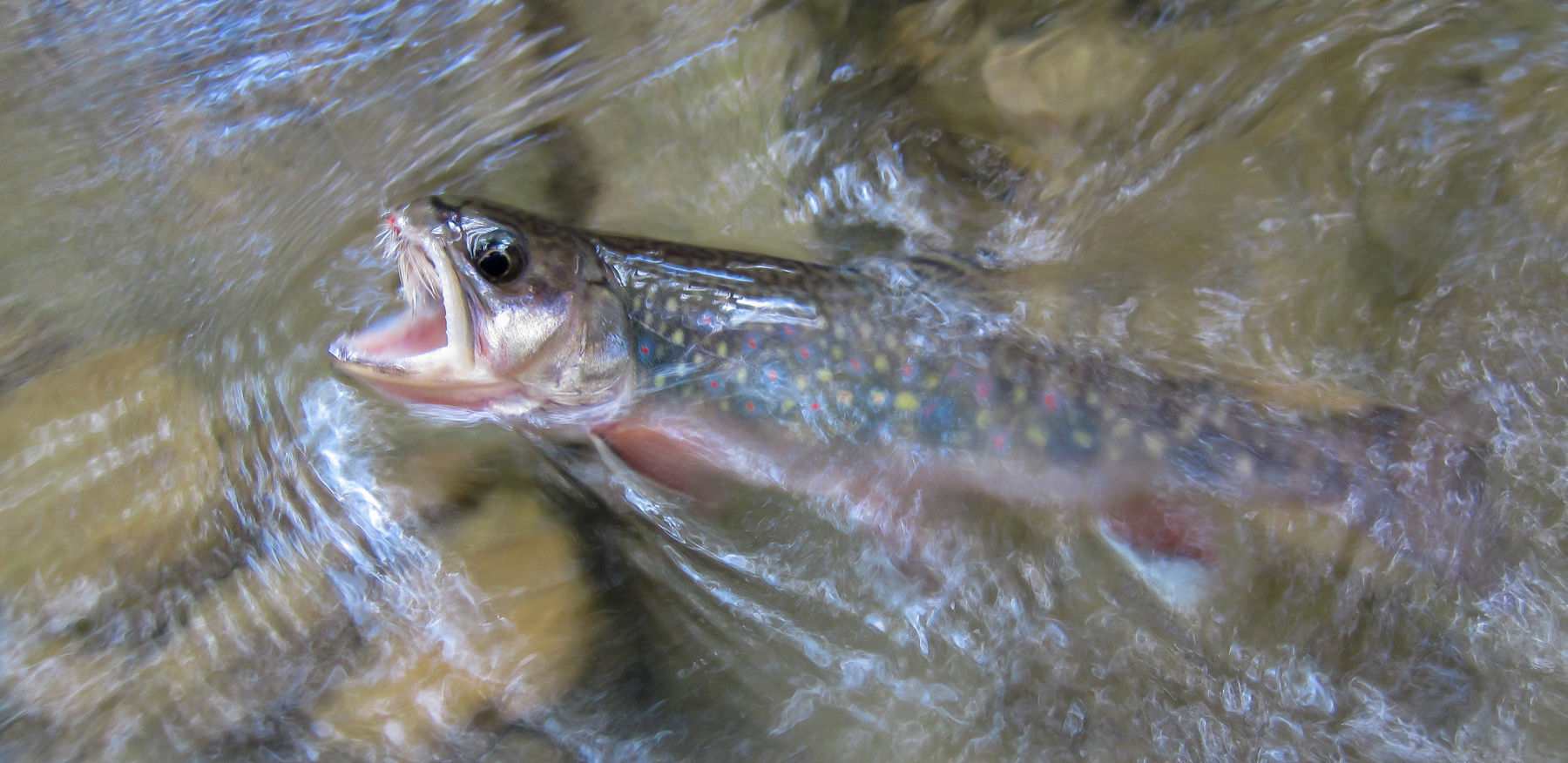 Catch-and-release Fishing Proposed For Four WV Brook-trout Streams ...