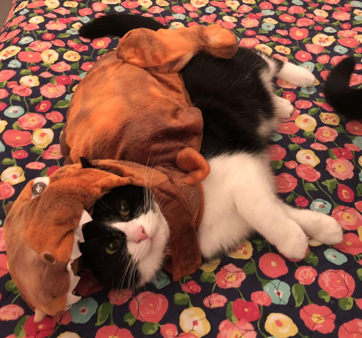 Photos Your Dogs Cats And Guinea Pigs In Their Best Halloween