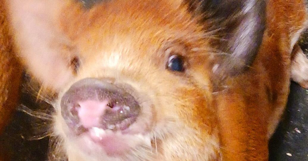 'Hayden the Miracle Pig,' born with a congenital defect, to be honored by WV lawmaker