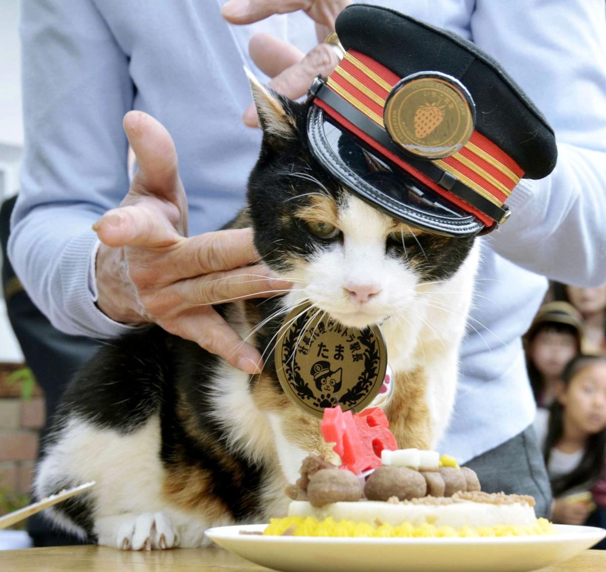 cat stationmaster tama mourned in japan