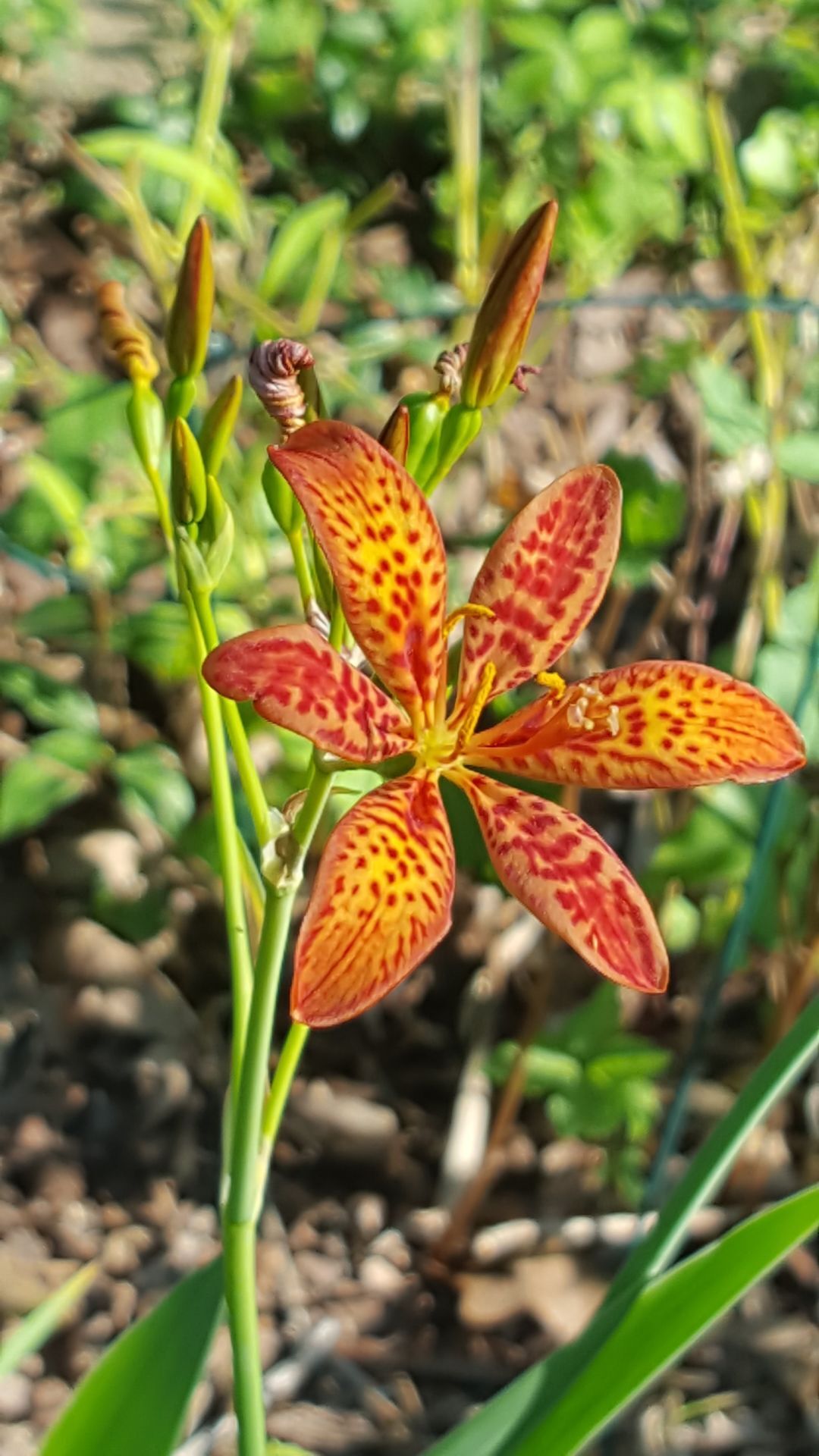 Good To Grow Blackberry Lilies A Bright Spot In Any Garden Gardening Wvgazettemail Com