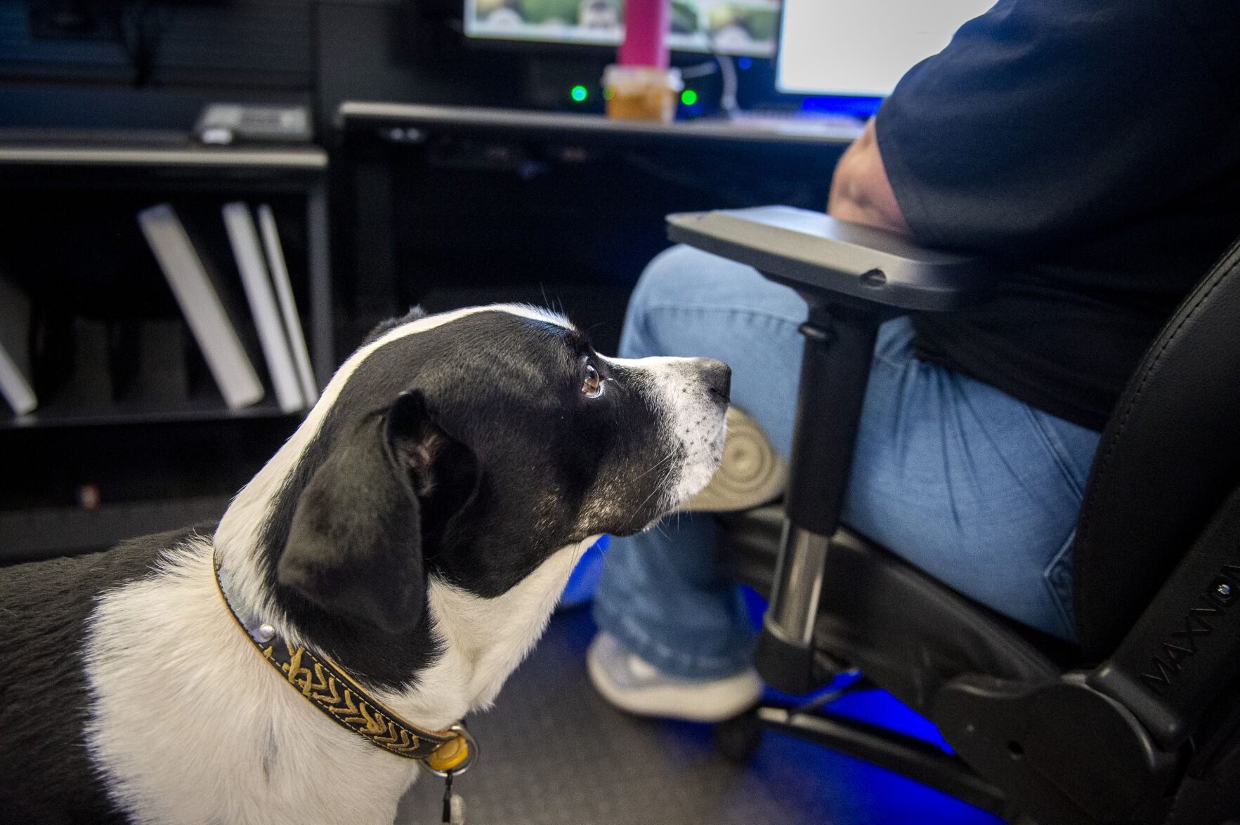 Meet Pip: Kanawha County's Metro 911 Rescue Dog Dispatcher | Kanawha ...
