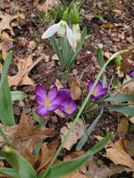 Good 2 Grow: The March calendar is madness