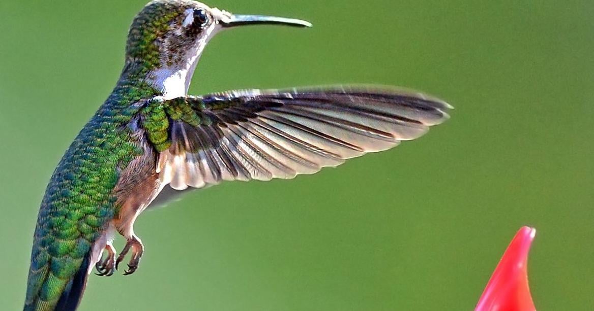 Good 2 Grow: Flying jewels of the garden
