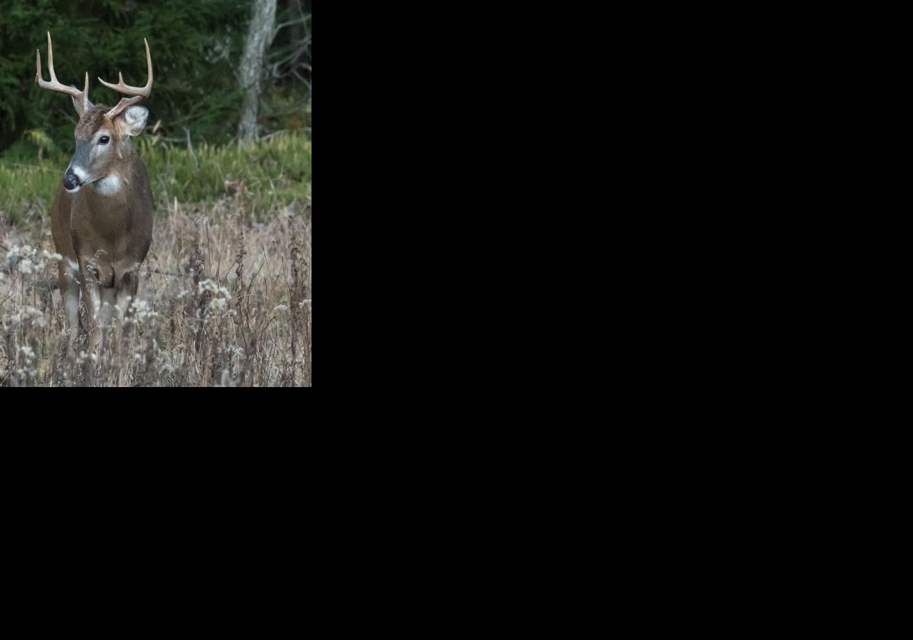 WV DNR expects good buck season, despite scattered ... - 898 x 630 jpeg 76kB