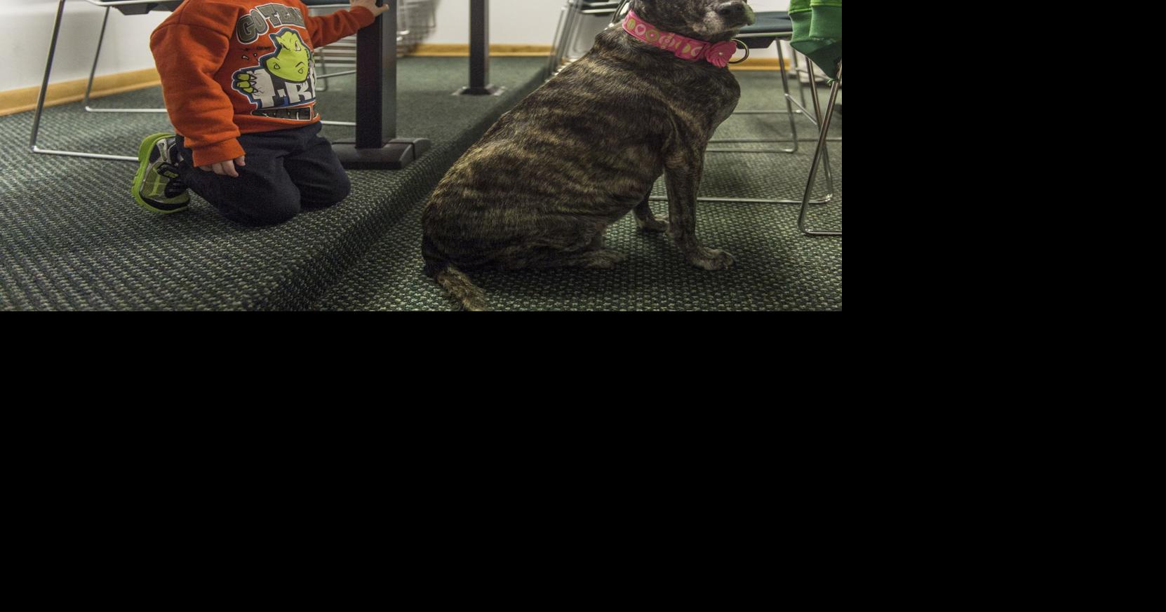 FBI uses animal abuse data to study correlation to crimes against ...