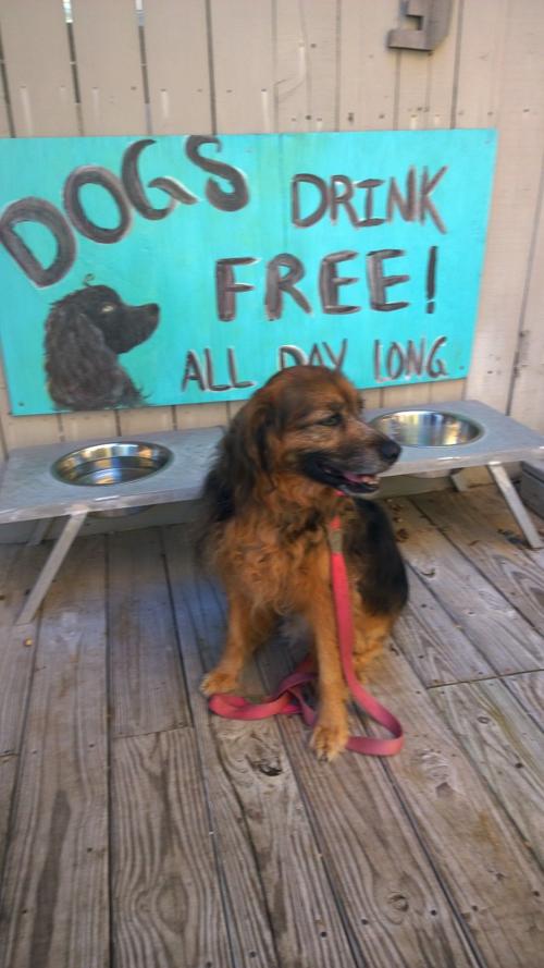 Laws For Paws Dining At Restaurants With Your Dog Columns Wvgazettemailcom