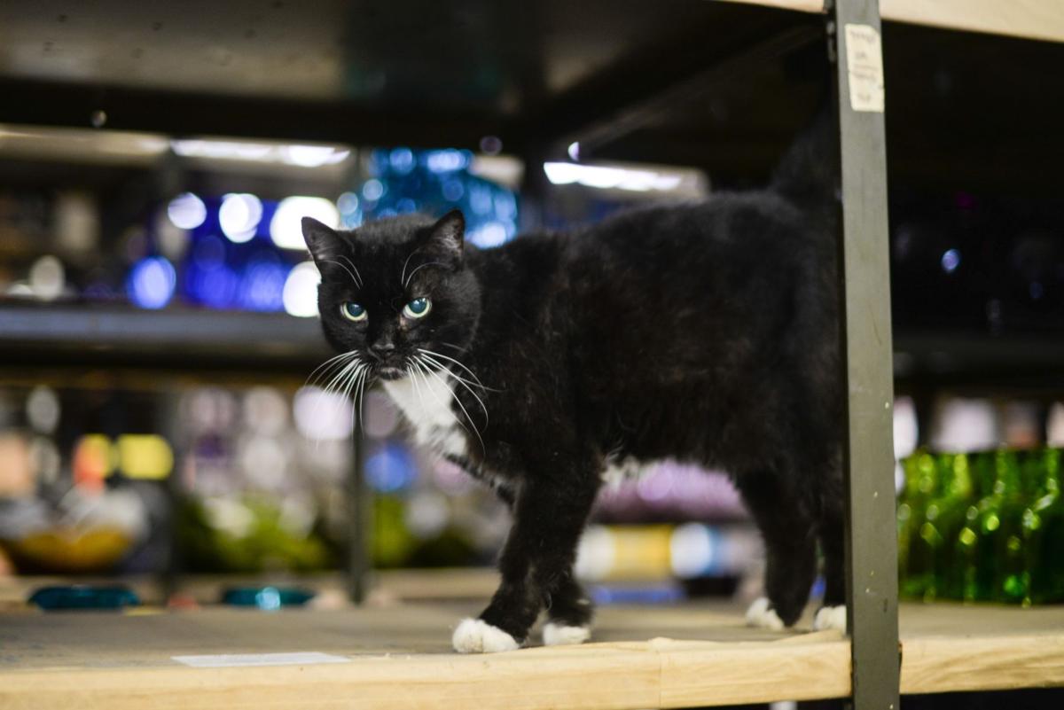Four Cats Call Blenko Glass Factory Home News Wvgazettemail Com