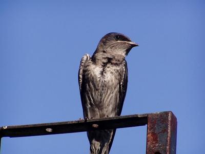 Good To Grow Human Friendly Purple Martins Control Garden Insects Life Arts Wvgazettemail Com