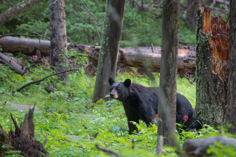 Southern counties to host WV's earliestever bearhunting season