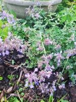 Good 2 Grow: A rare full moon and other blues for your garden