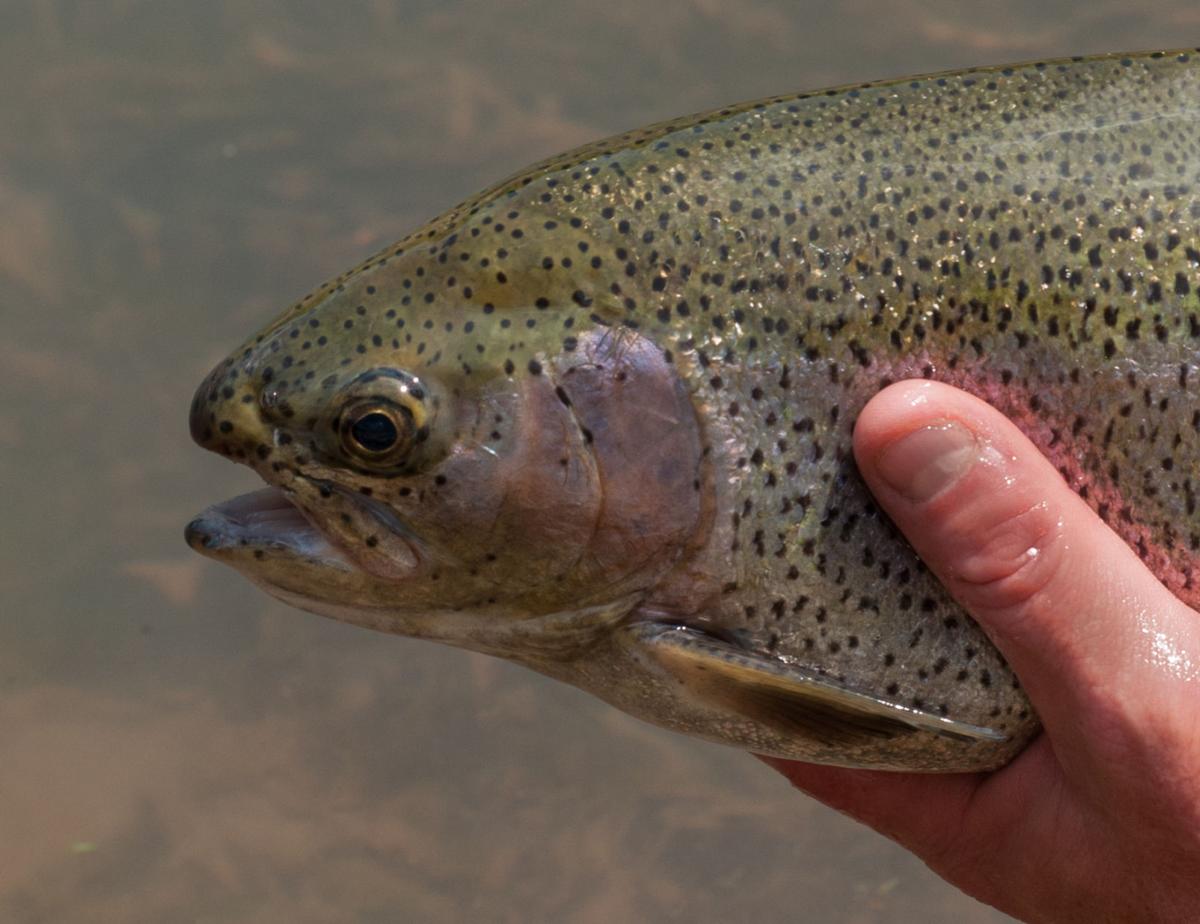 WV DNR announces schedule for statepark trout stockings Hunting