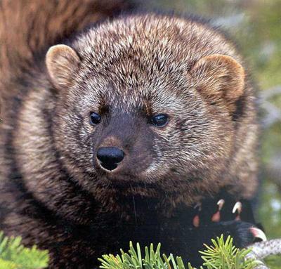 Reintroduced In Late 1960s Fishers Fare Fine In Wv Outdoor