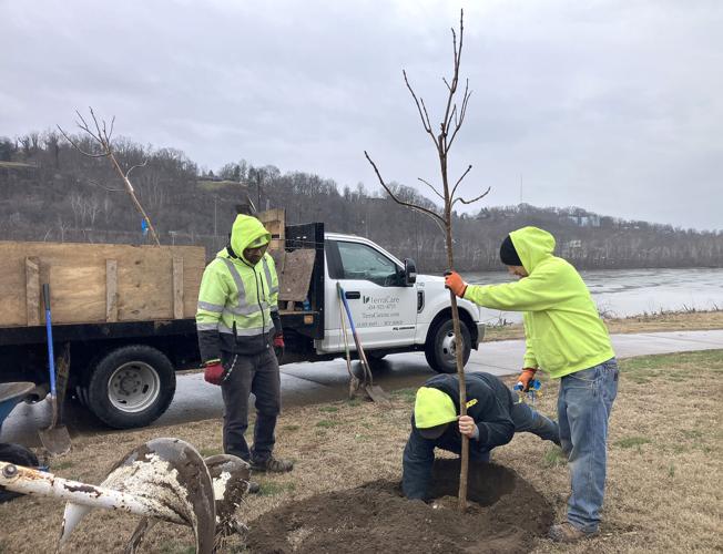 Tree project at Magic Island in Charleston
