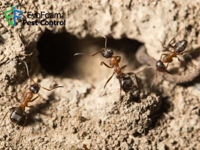 EvoFoam Pest Control Sets High Standard for Professional Property ...