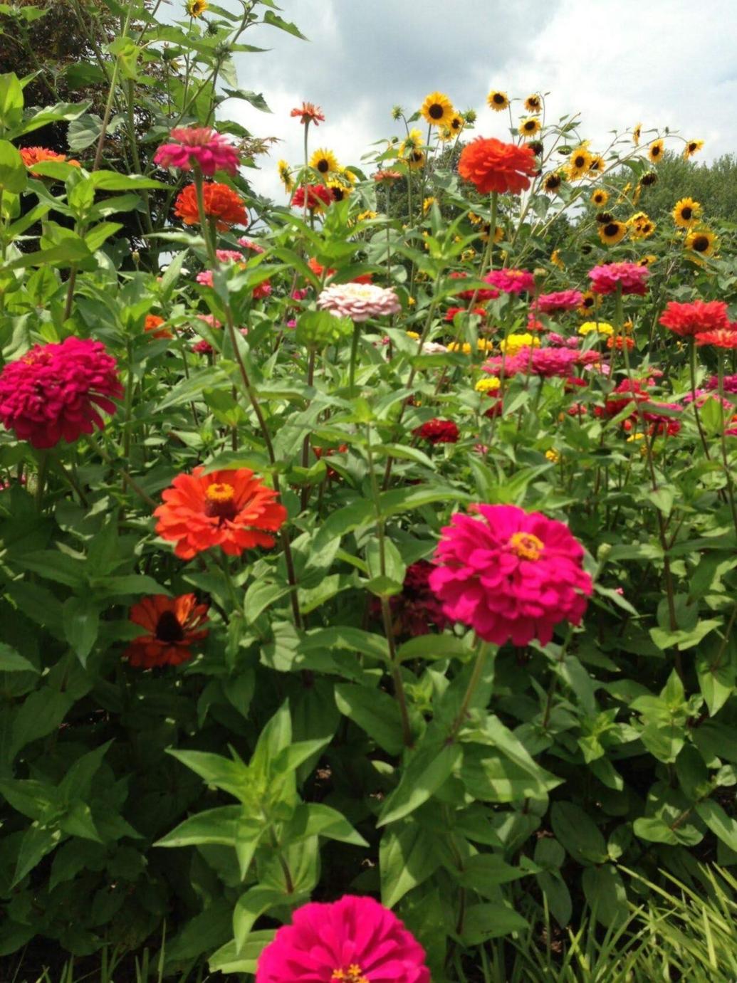 Good to Grow Zinnias are just what we need this summer Gardening