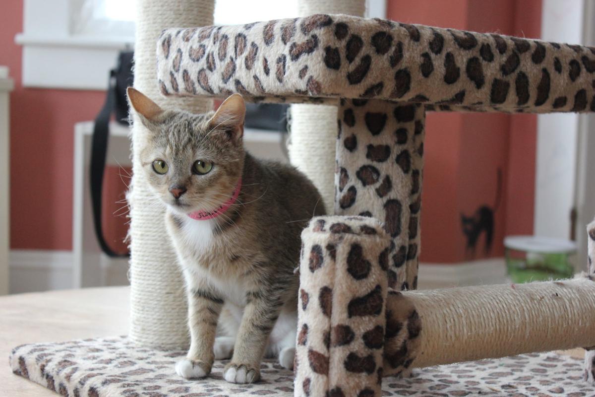 Wv Cat Cafe Helping Rescue Kitties Find Forever Homes Life