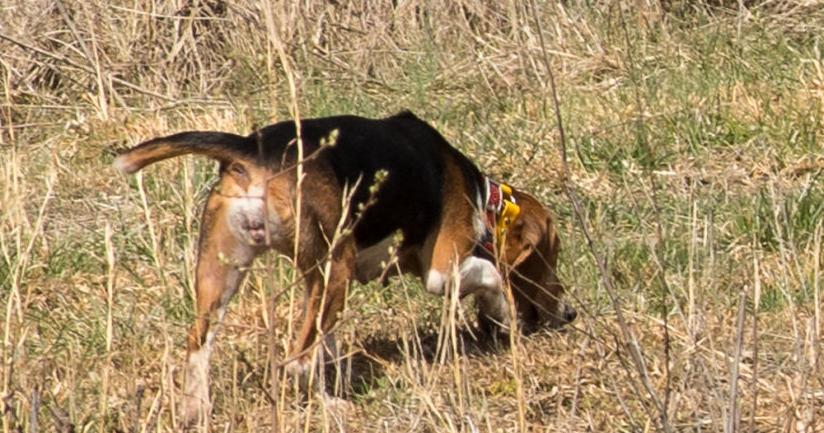 Alum Creek beagle enthusiast struggles to protect rabbits from ...
