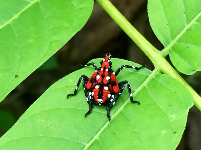 A black-and-red stick insect from the Philippines – observations