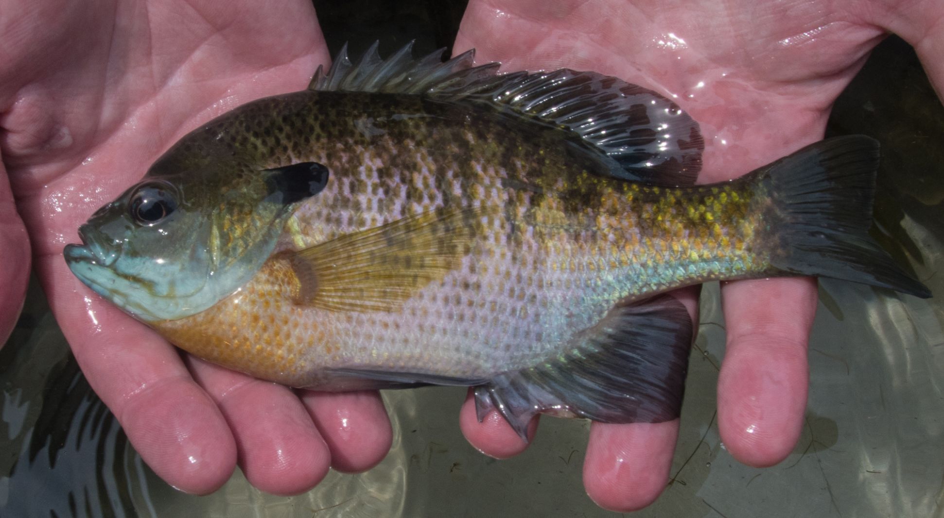 bluegill