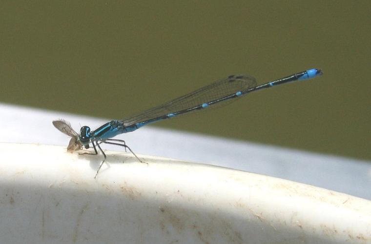 What color are Damsel Flies? - Northern Michigan