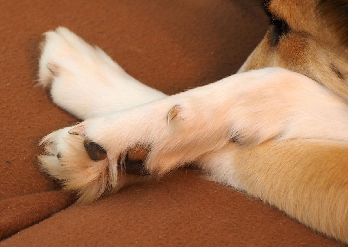 why do puppy paws turn black