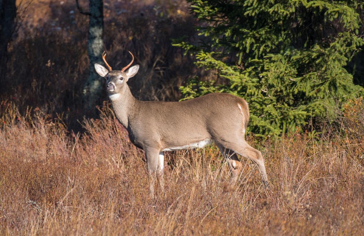 Wildlife foods in good supply for 2017 hunting seasons, WV DNR says | Hunting ...