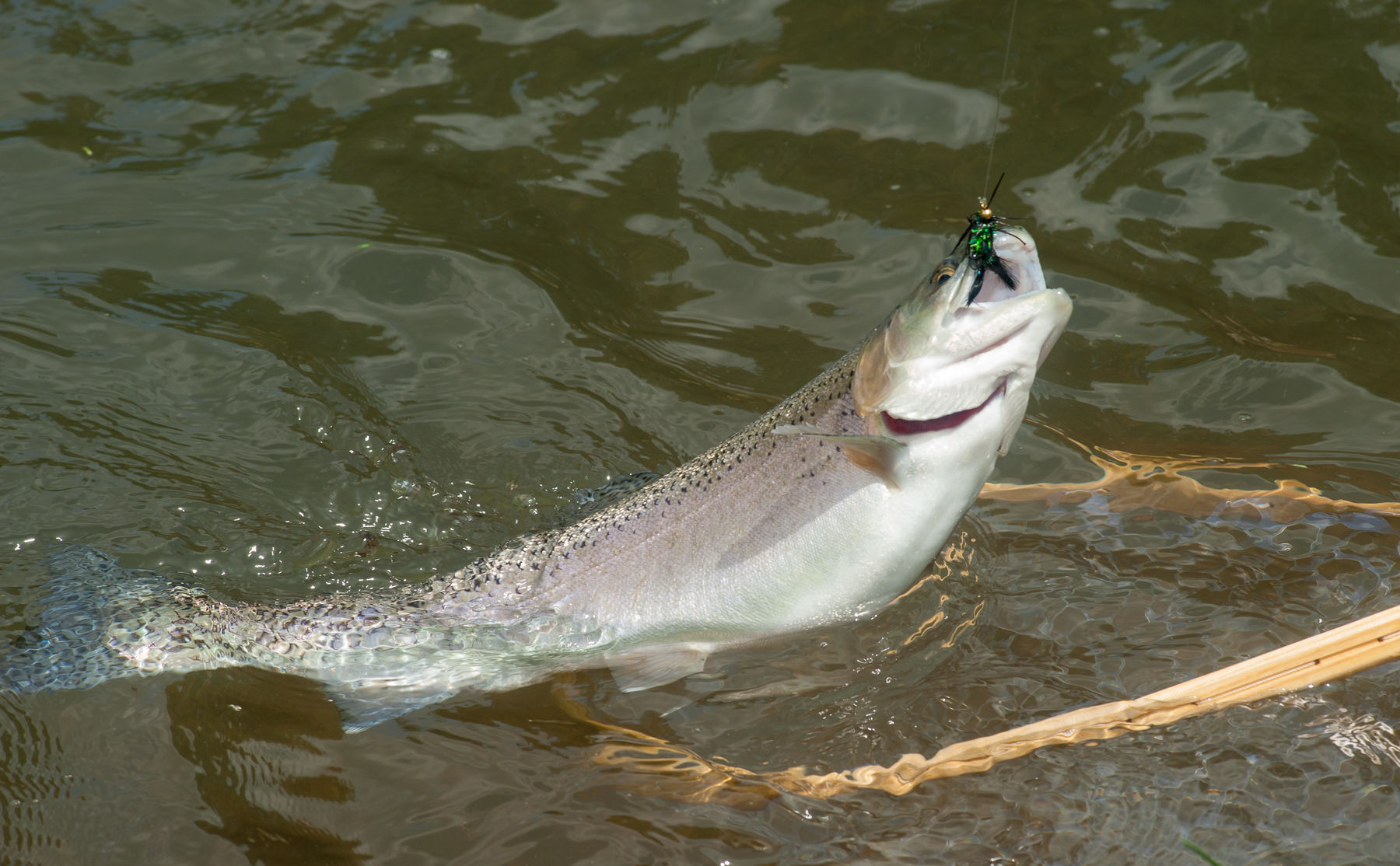 wv dnr trout stocking