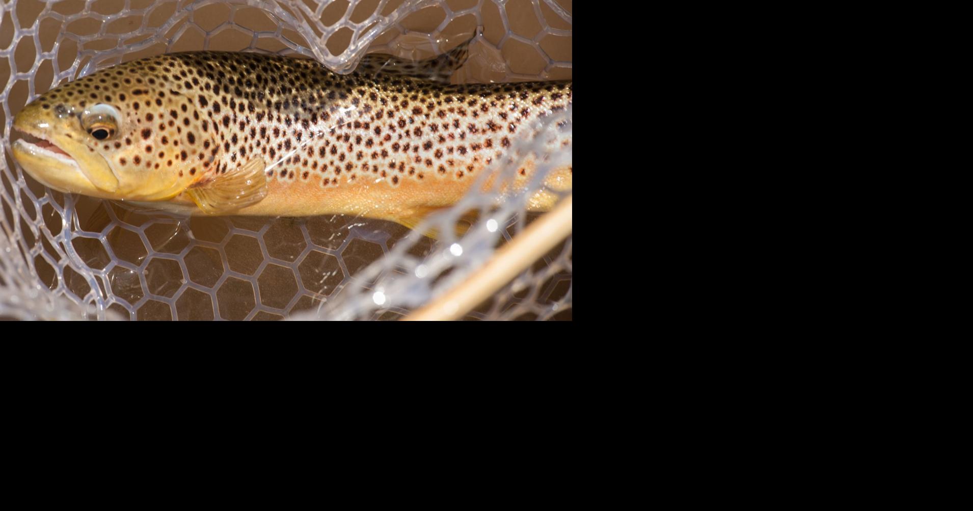 Dry weather could affect WV’s fall trout stockings Outdoor Pursuits