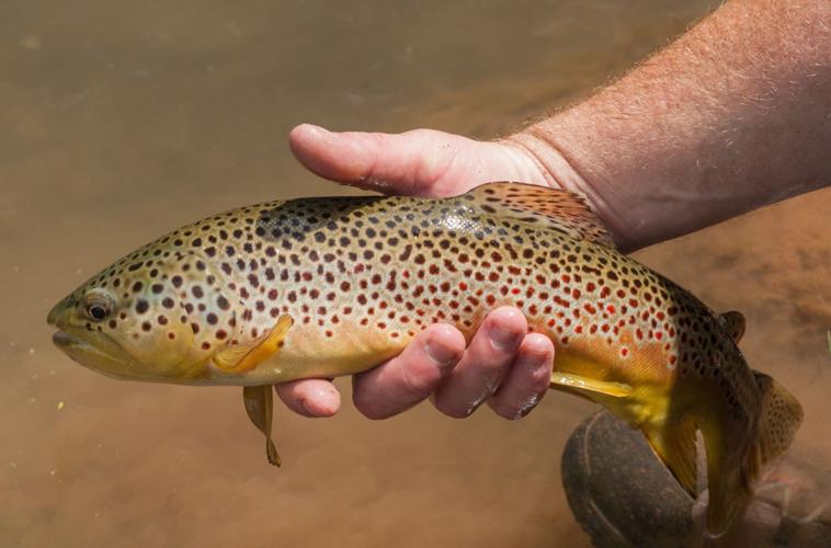 Six tips for cold-weather trout fishing - DNR News Releases