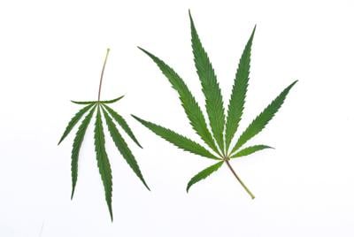 pot leaves