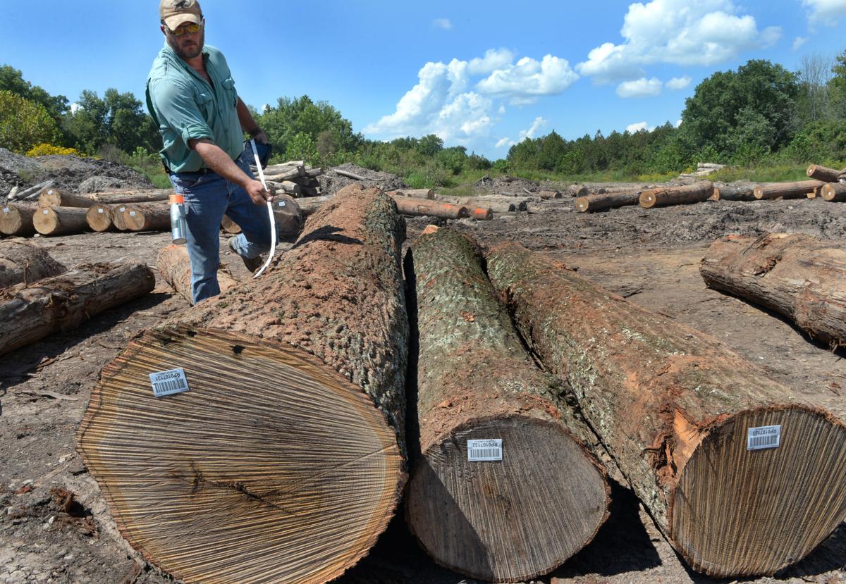 Wv S Storied Forests A Continuously Renewable Resource Daily Mail