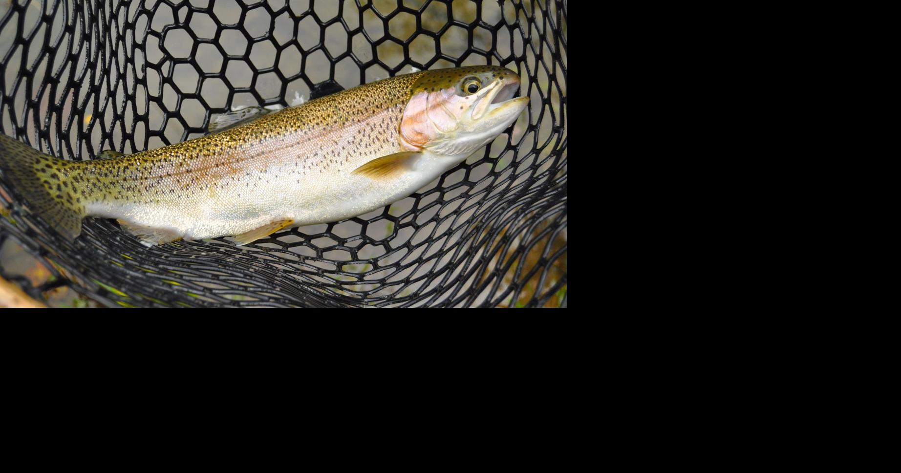John McCoy: A glossary of often-confused trout terminology | Outdoor ...
