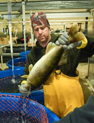 DNR hopes genetic studies will help them manage WV's walleye and