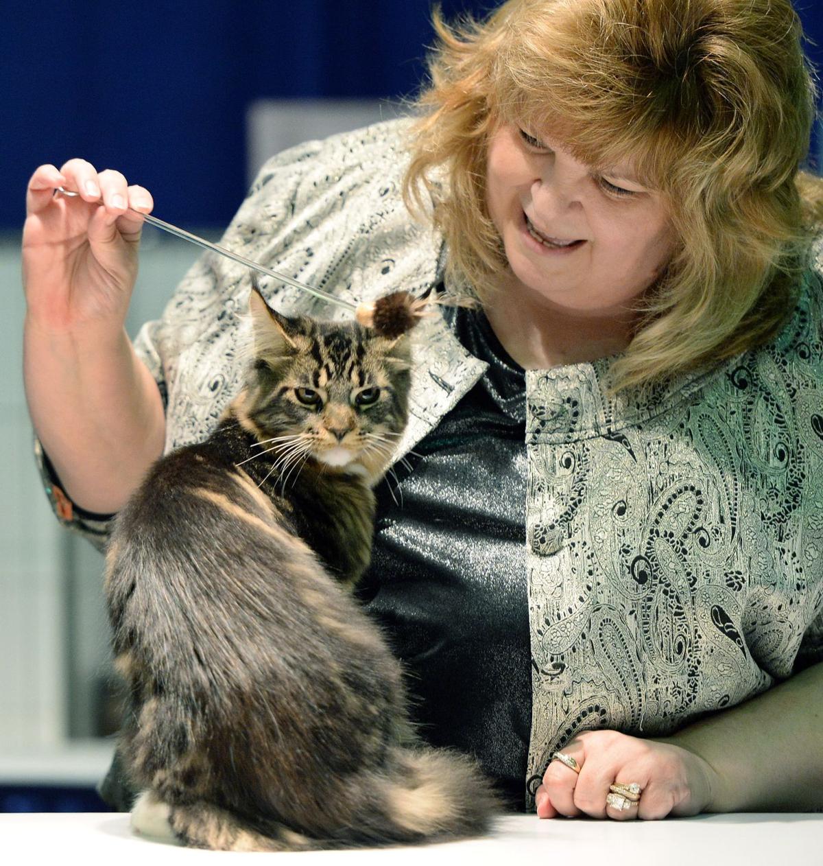 Judges Look For Purr Fection In Charleston Cat Show Arts