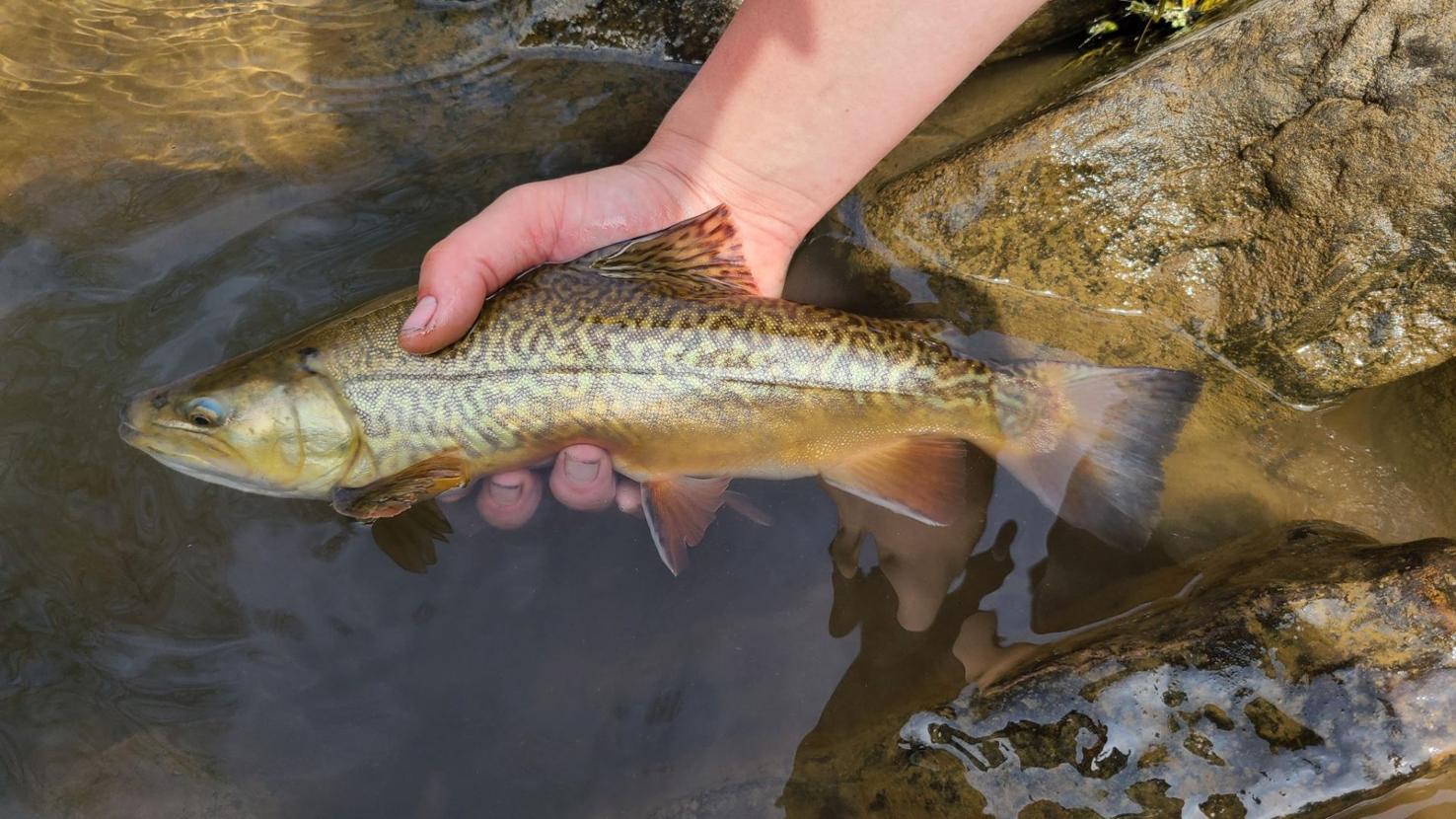 DNR returns tiger trout to WV waters Hunting & Fishing