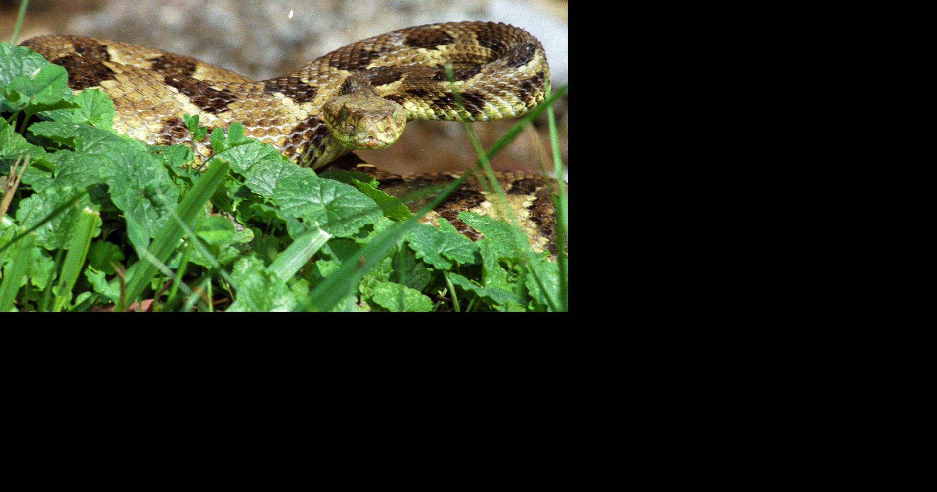 Study underway on effects of moving rattlesnakes away from areas of ...