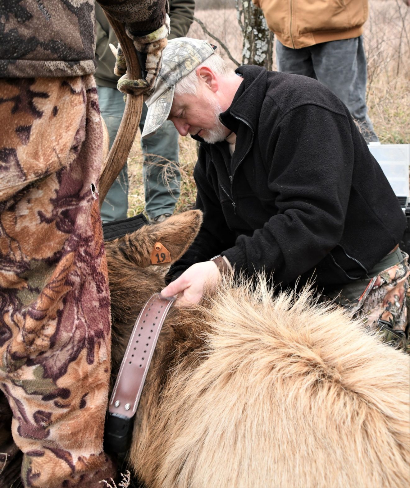 Tranquilizing WV's wild elk requires weeks of setup and effort