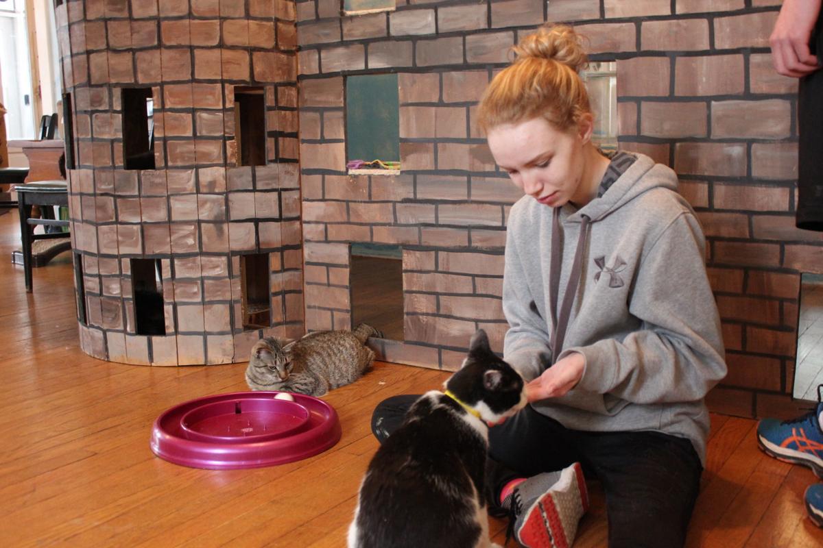 Wv Cat Cafe Helping Rescue Kitties Find Forever Homes Life